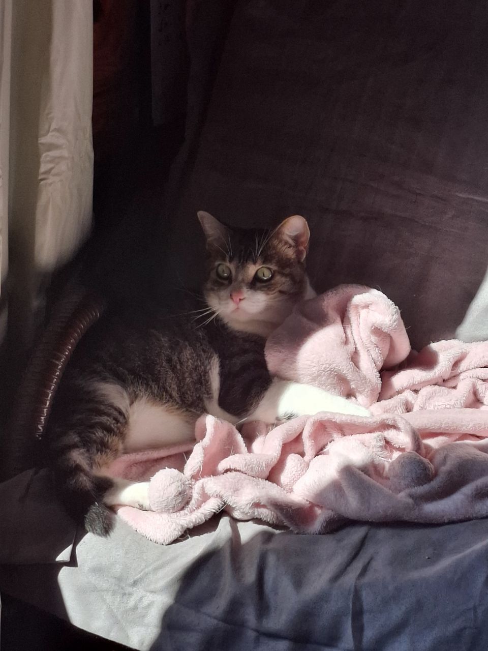 Domingo de Sol, Gatos Dorminhocos e Chá Quentinho: Pequenas Alegrias que Aquecem o&nbsp;Coração